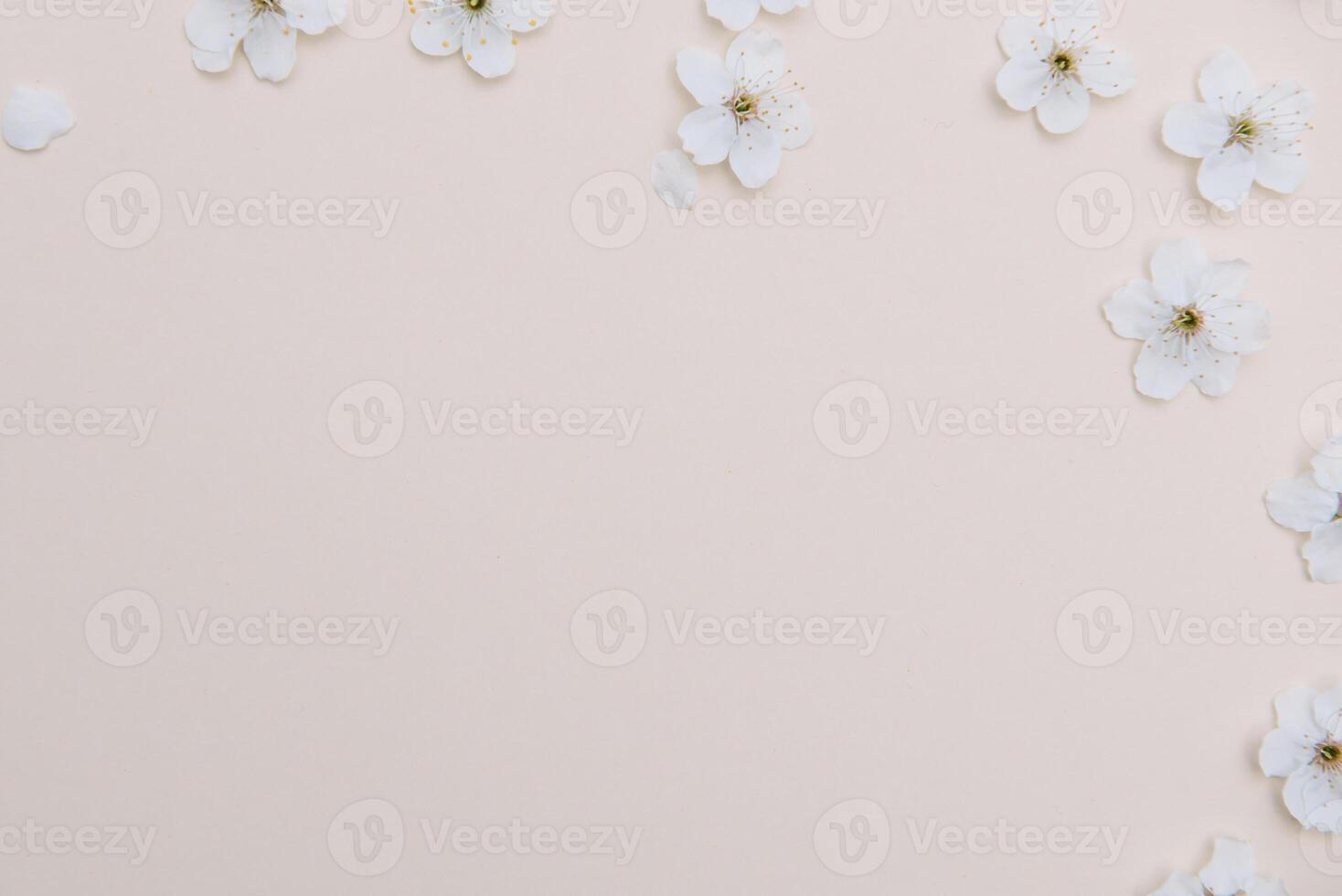 Weiß Pastell- Frühling Blume auf Farbe Hintergrund . Kirsche blühen Blume Illustration. Frühling und Sommer- Hintergrund. oben Sicht. foto