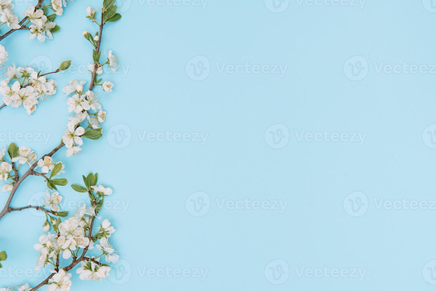Foto von Frühling Weiß Kirsche blühen Baum auf Blau Hintergrund. Aussicht von über, eben legen, Kopieren Raum. Frühling und Sommer- Hintergrund. Kirsche blühen auf ein Blau Hintergrund