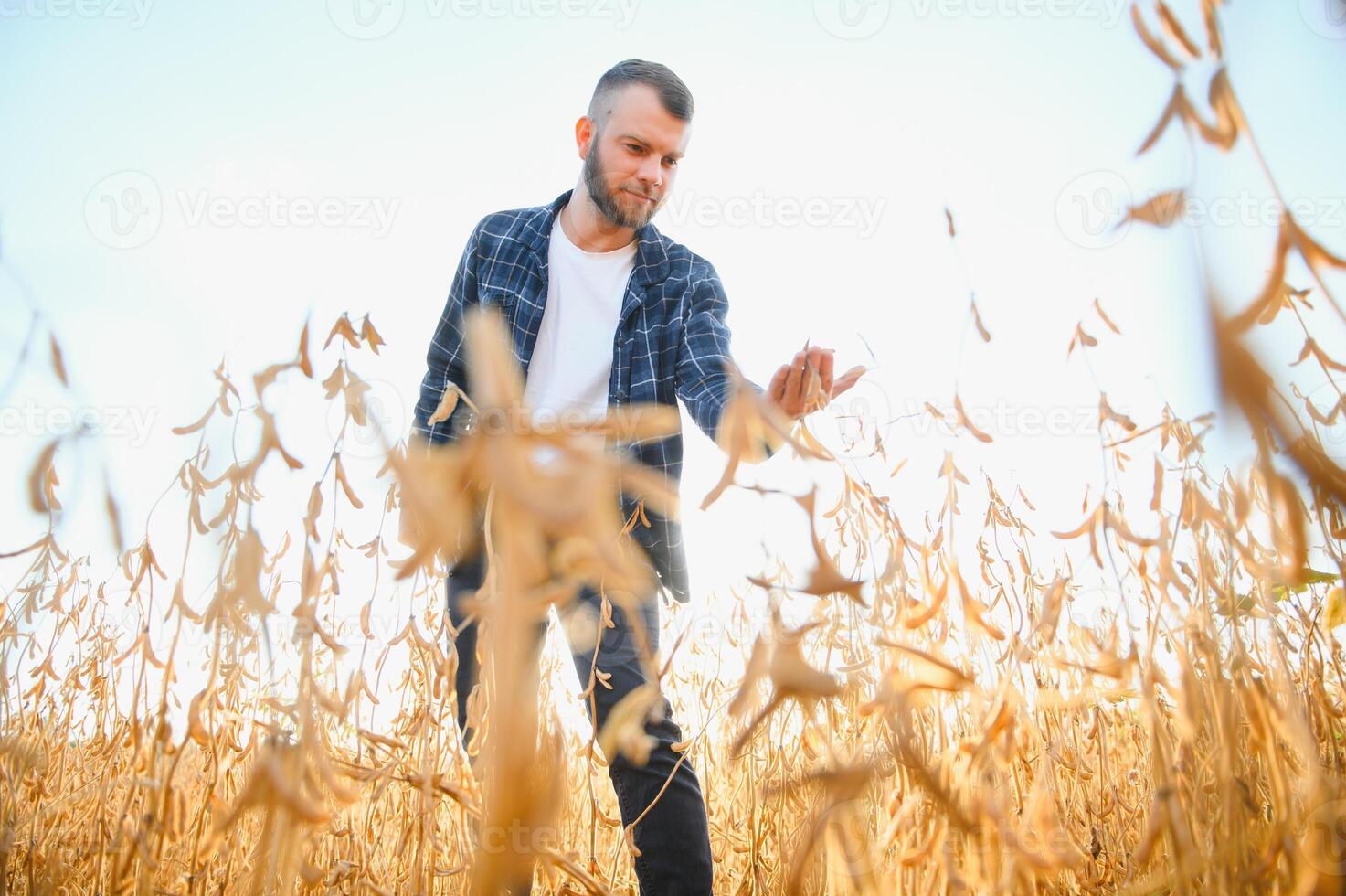 ein jung gut aussehend Farmer oder Agronom untersucht das Reifung von Sojabohnen im das Feld Vor Ernte foto