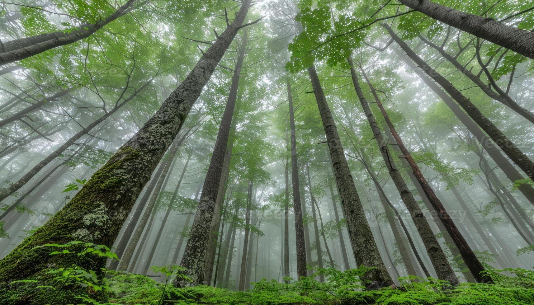 üppig Wald mit zahlreich hoch Bäume erreichen gegenüber das Himmel foto