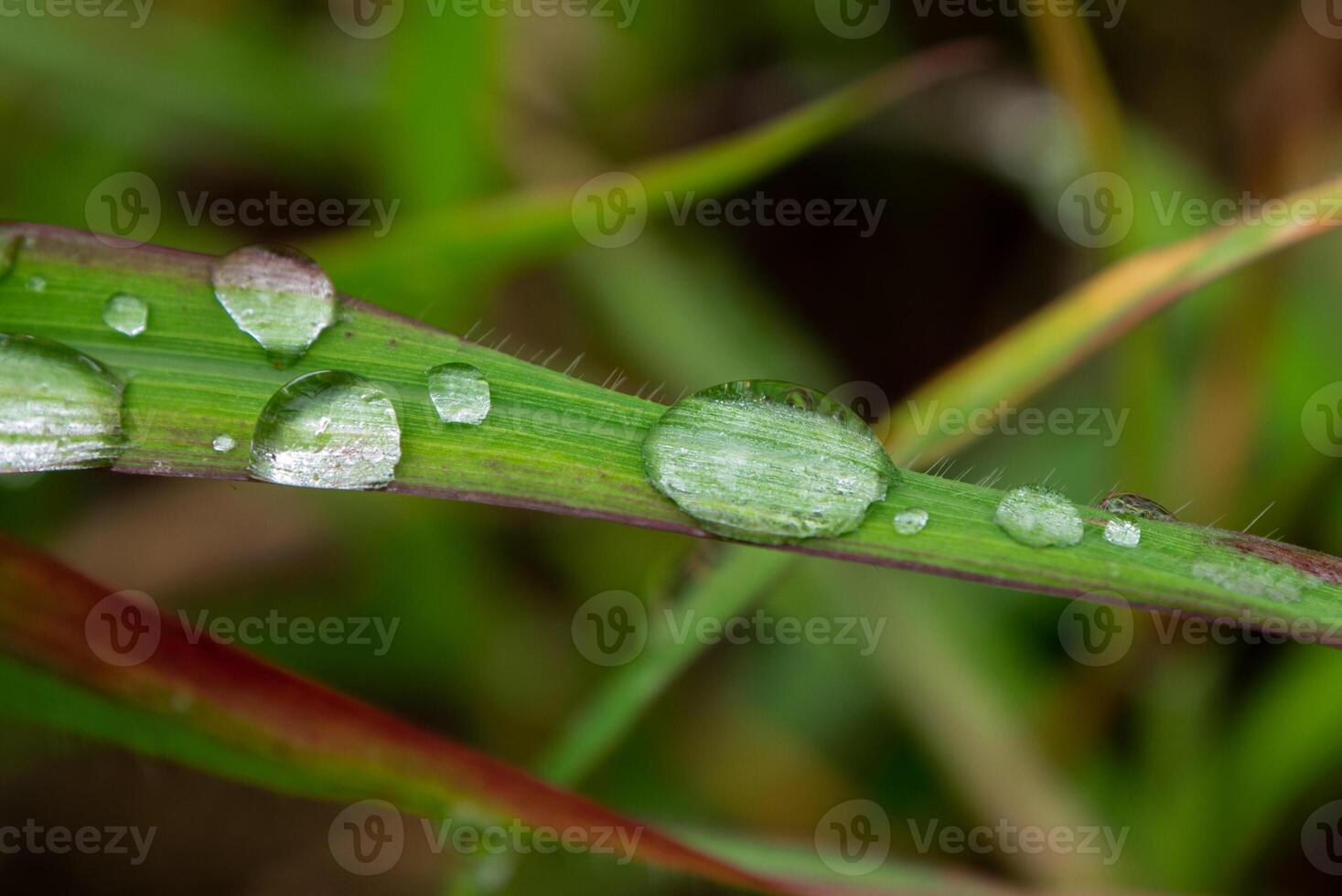 Tautropfen am Morgen auf Blatt foto