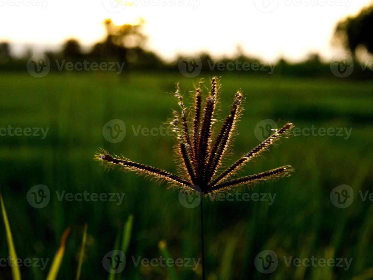 Morgen Gras Blumen Sonnenschein foto