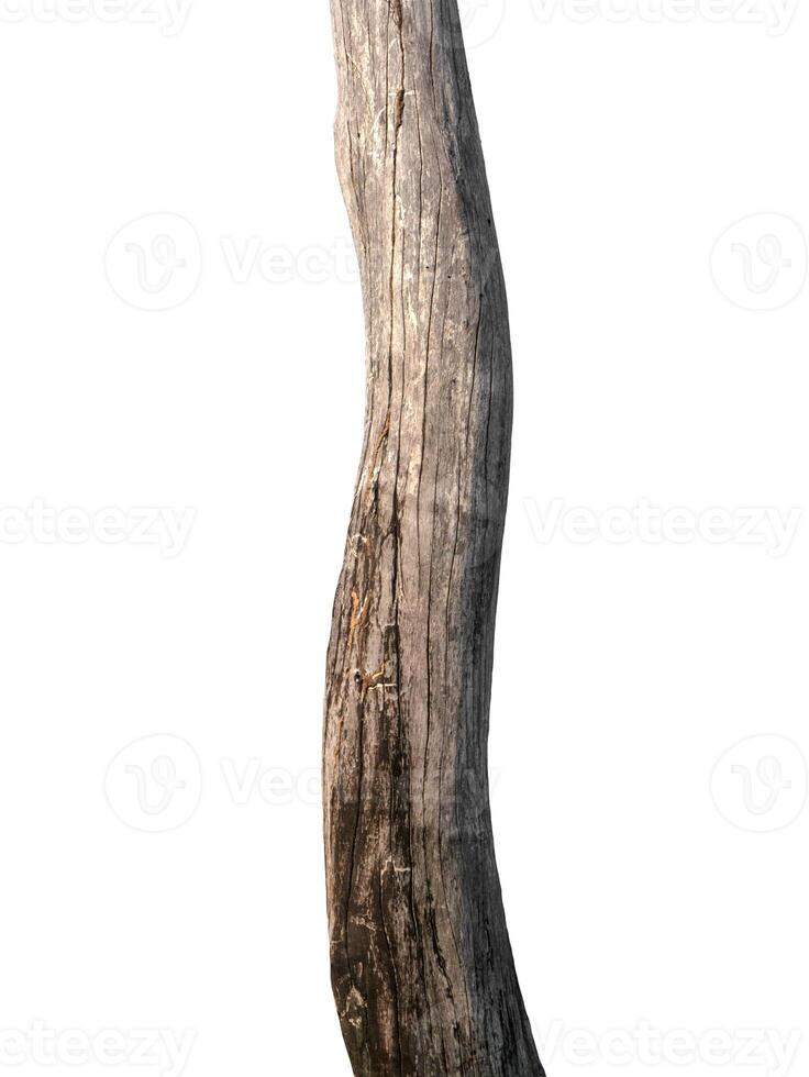 Stamm eines Baumes isoliert auf weißem Hintergrund foto