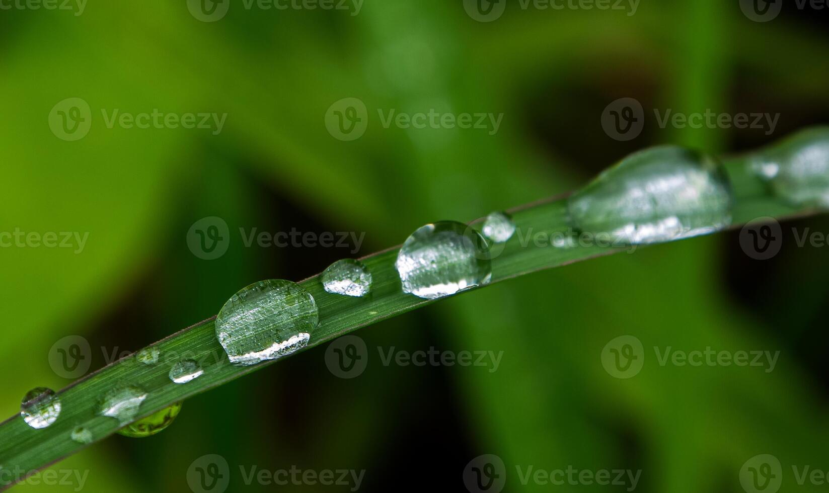 Tautropfen am Morgen auf Blatt foto