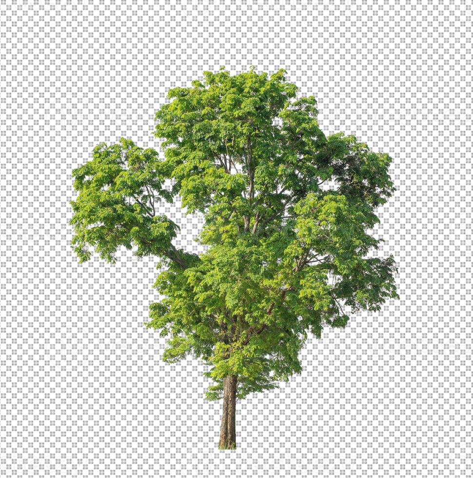 Baum auf transparentem Bildhintergrund mit Beschneidungspfad, einzelner Baum mit Beschneidungspfad und Alphakanal foto