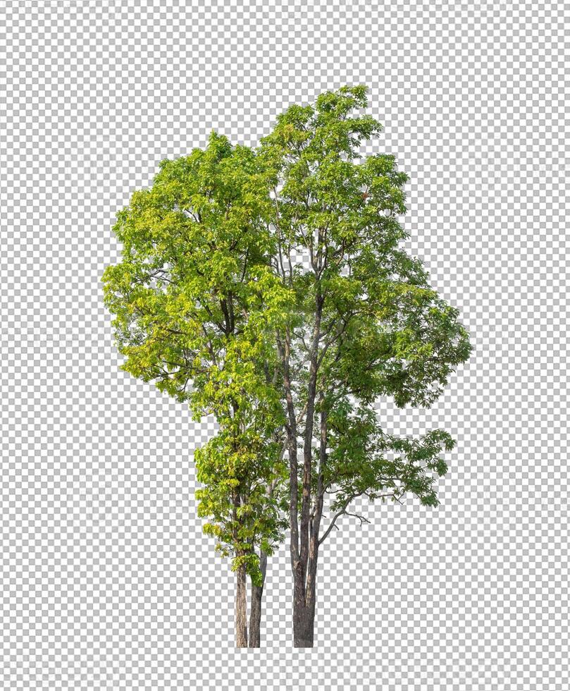 Baum auf transparentem Bildhintergrund mit Beschneidungspfad, einzelner Baum mit Beschneidungspfad und Alphakanal foto