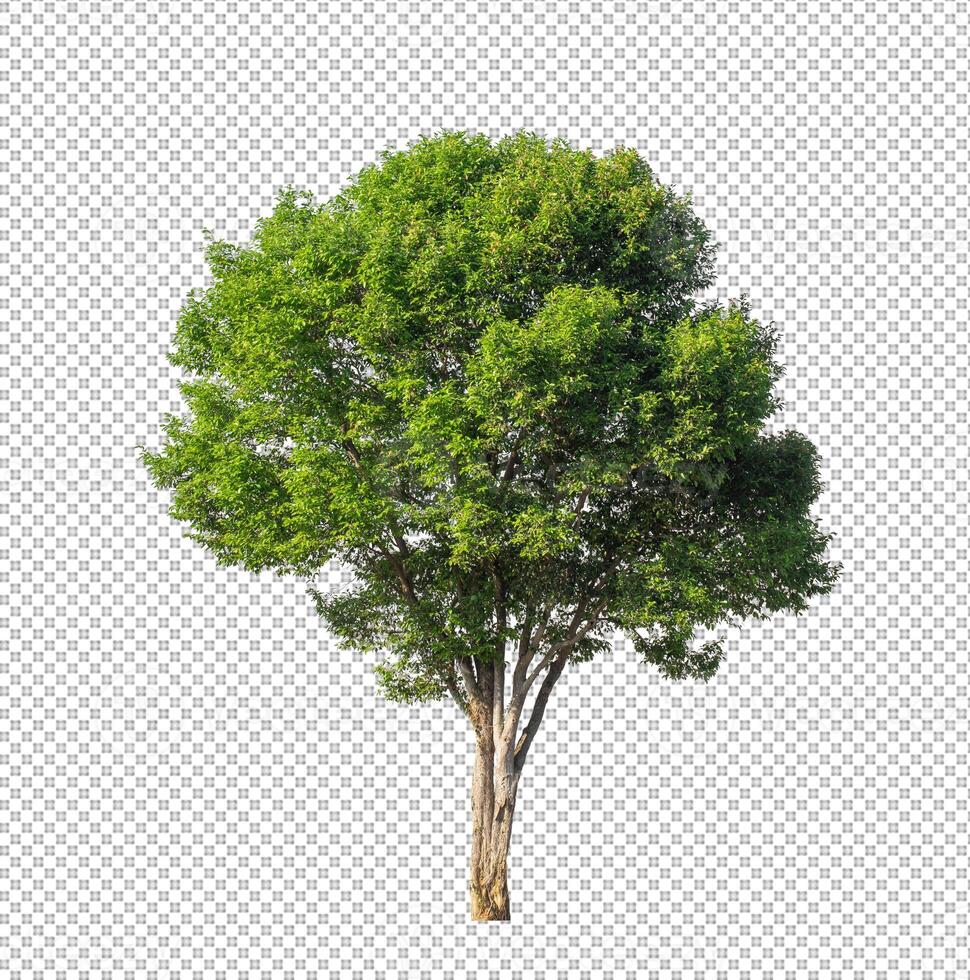 Baum auf transparentem Bildhintergrund mit Beschneidungspfad, einzelner Baum mit Beschneidungspfad und Alphakanal foto