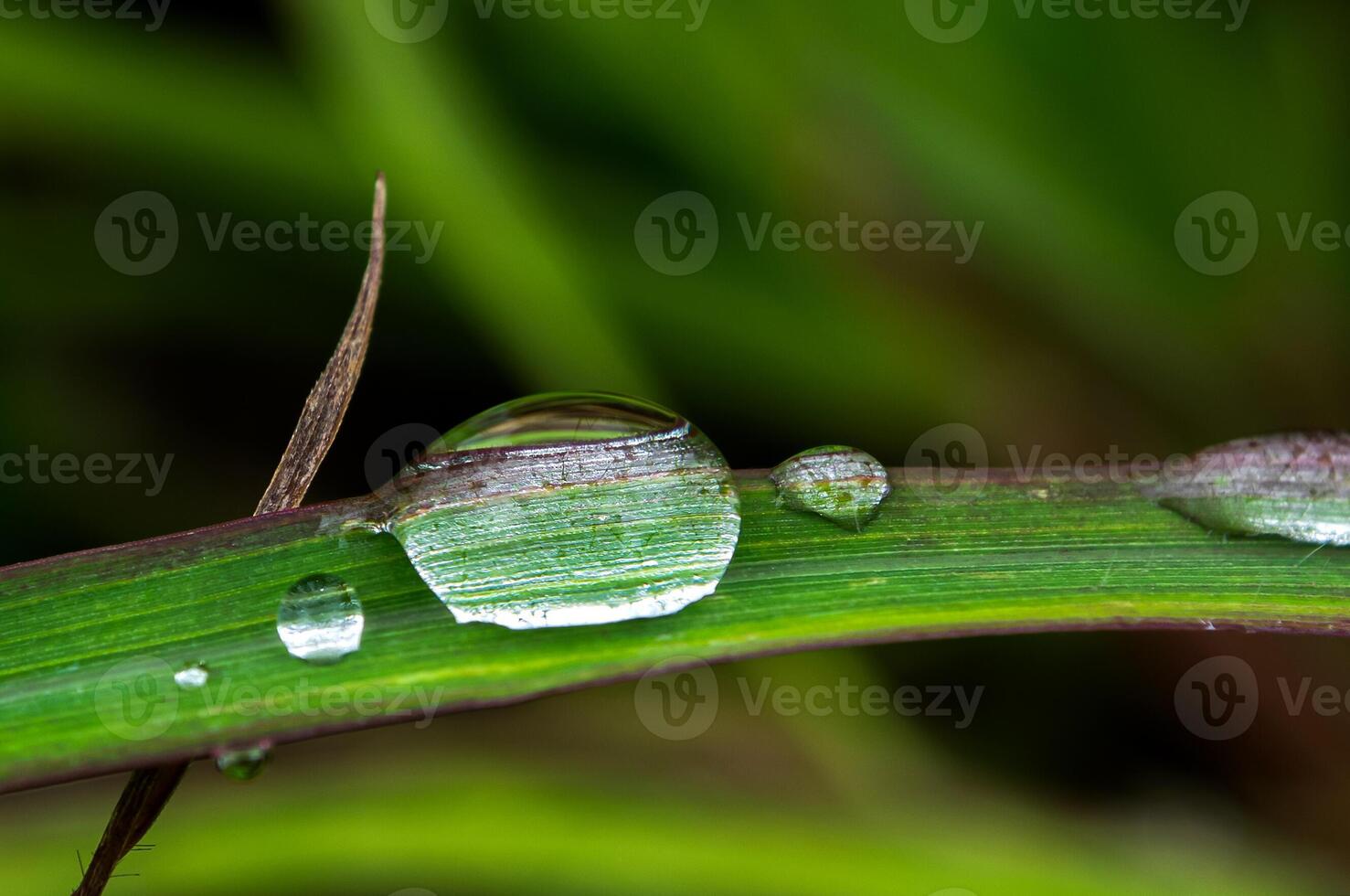 Tautropfen am Morgen auf Blatt foto