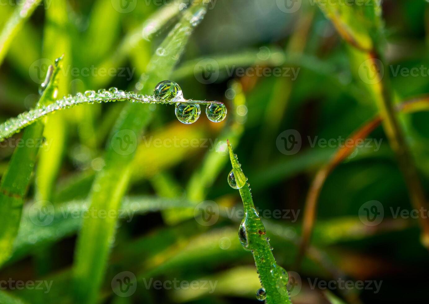 Tautropfen am Morgen auf Blatt foto