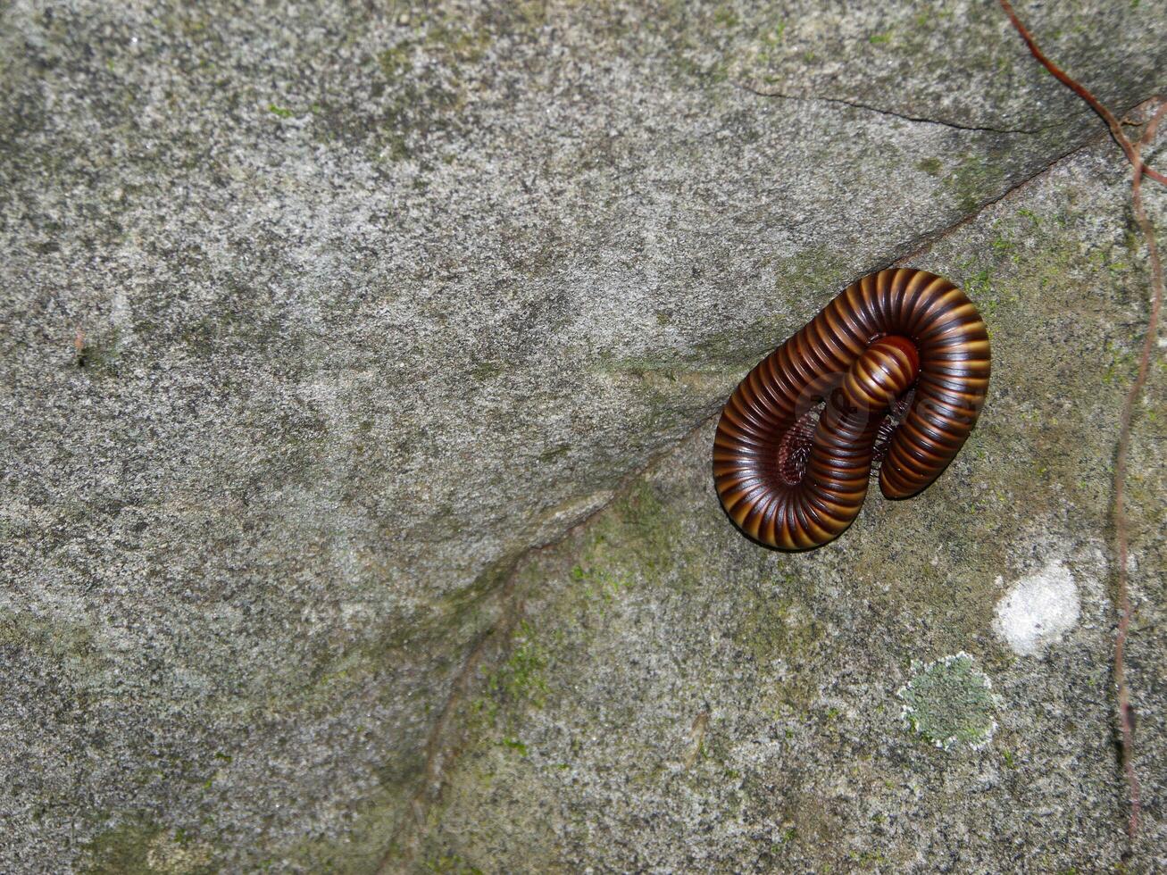 ein gewickelt Tausendfüßler geformt auf Boden. foto