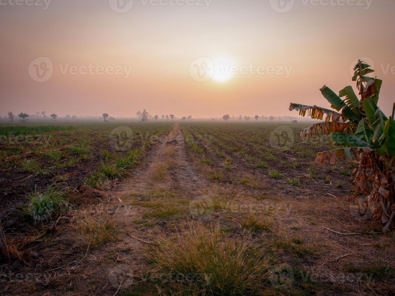 Zuckerrohrplantagen, die landwirtschaftliche tropische Pflanze in Thailand foto