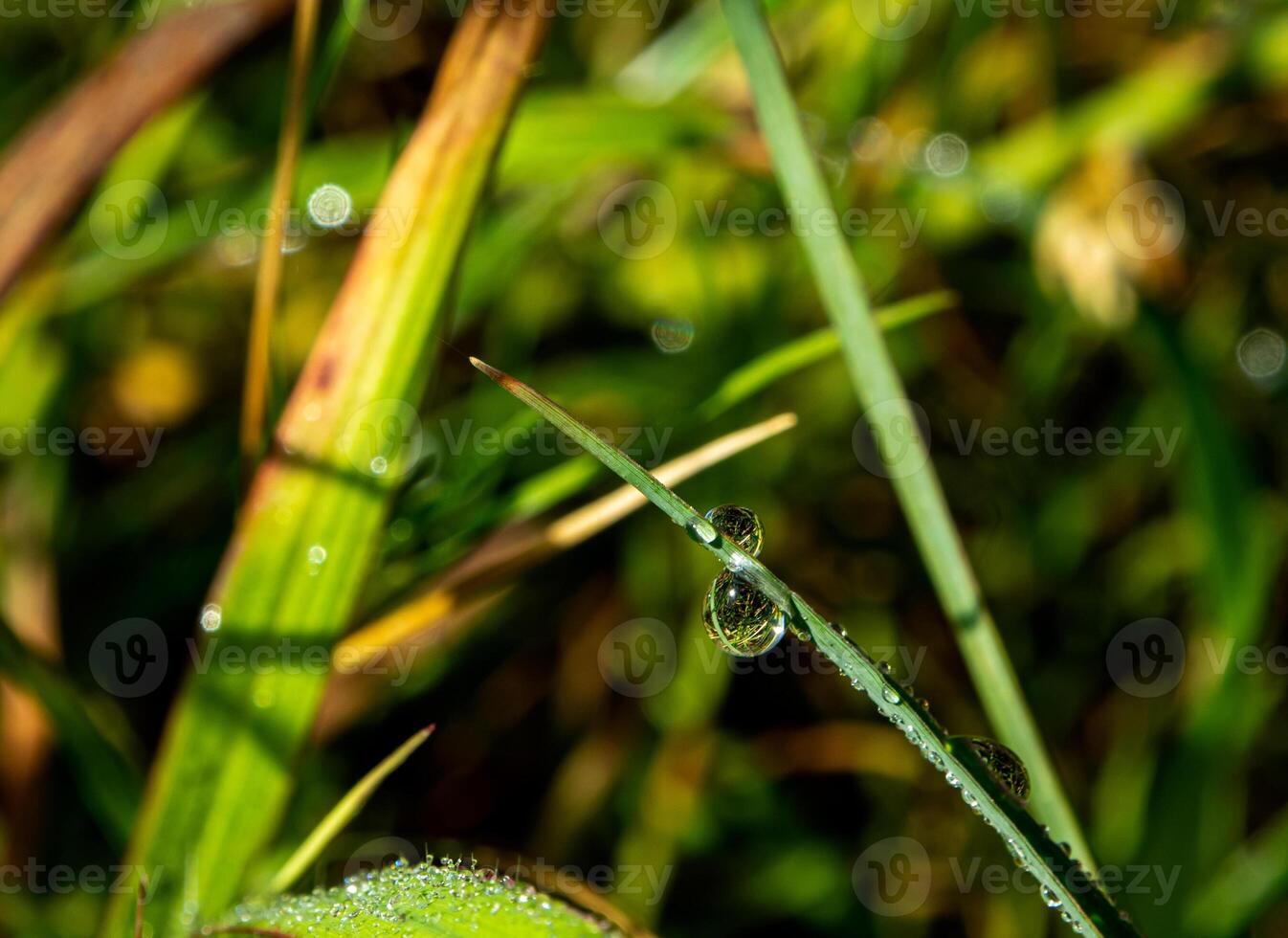 Tautropfen am Morgen auf Blatt foto