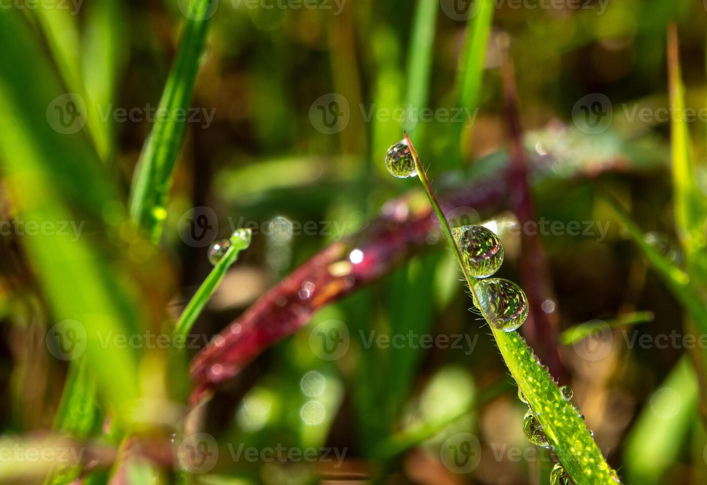 Tautropfen am Morgen auf Blatt foto