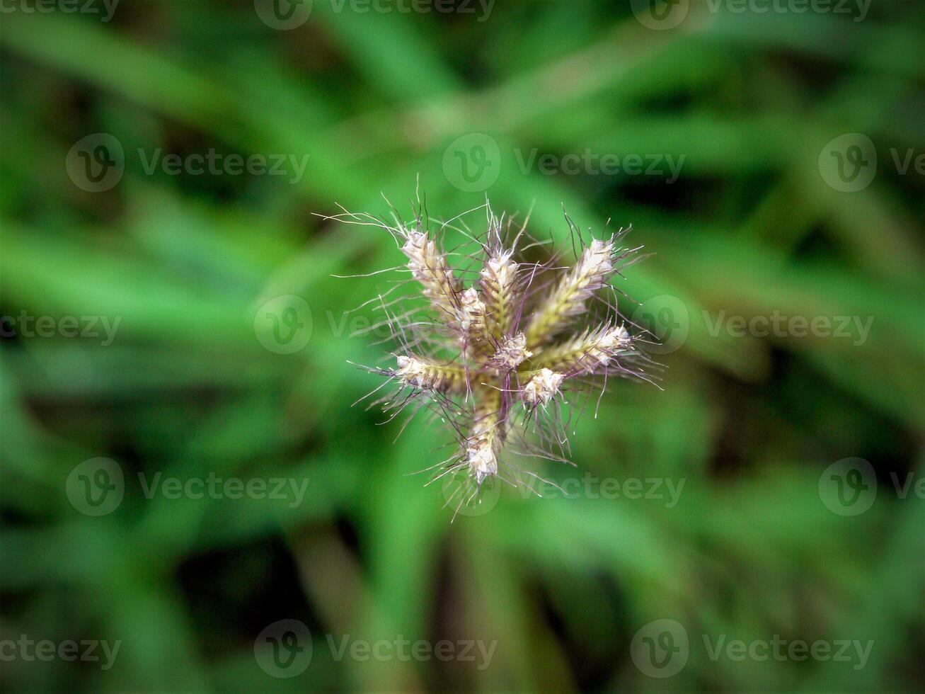 Morgen Gras Blumen Sonnenschein foto