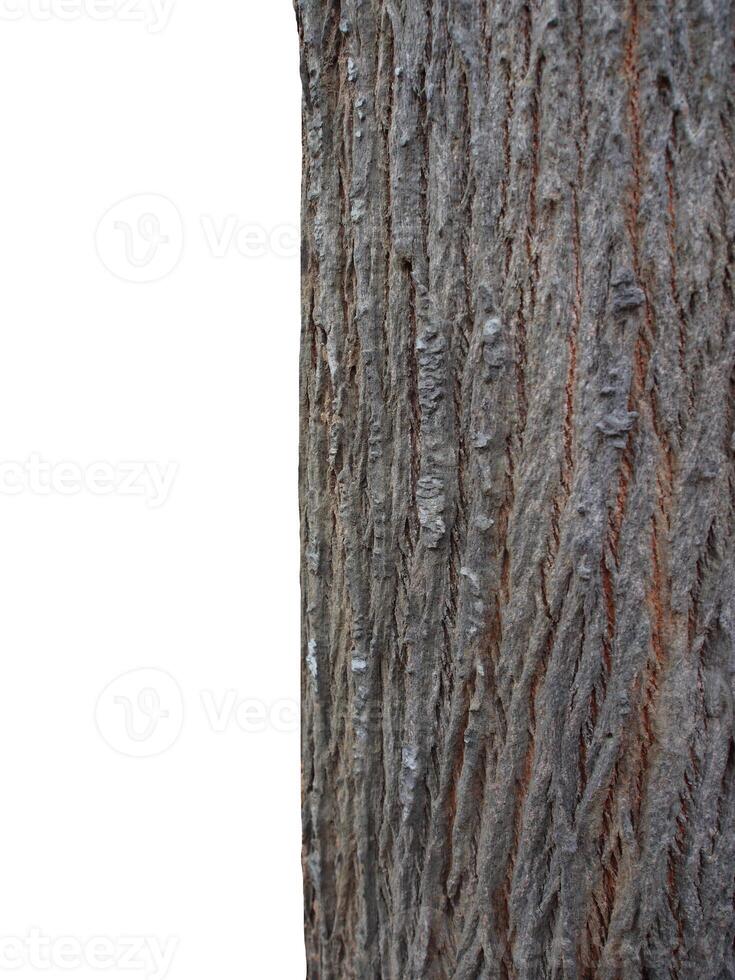 Baumstamm isoliert auf weißem Hintergrund foto