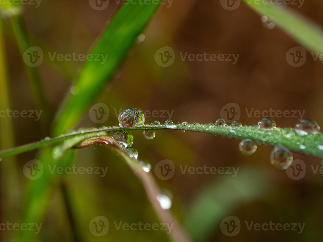 Tautropfen am Morgen auf Blatt foto