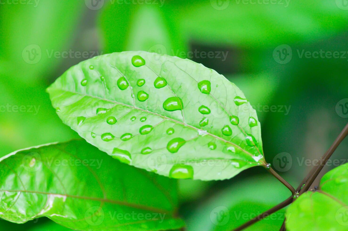 Leidenschaft Obst Anlage, Passiflora Edulis oder Passionsfrucht oder Maracuja Blatt und Regen fallen foto