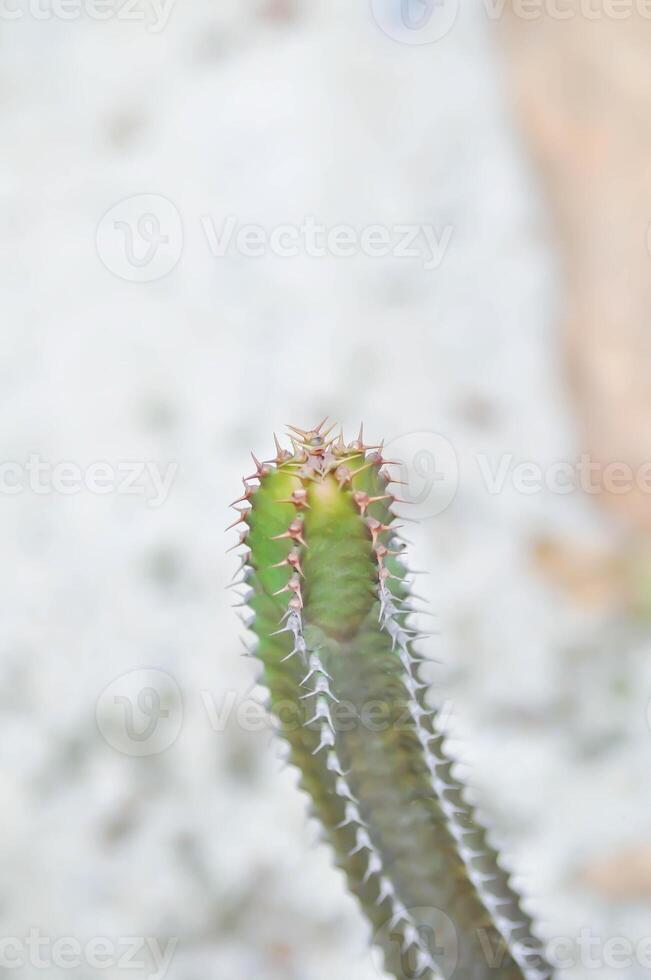 Euphorbia canariensis var spiralis, Wolfsmilch canariensis f viridis oder Euphorbia tribuloides oder Kaktus foto