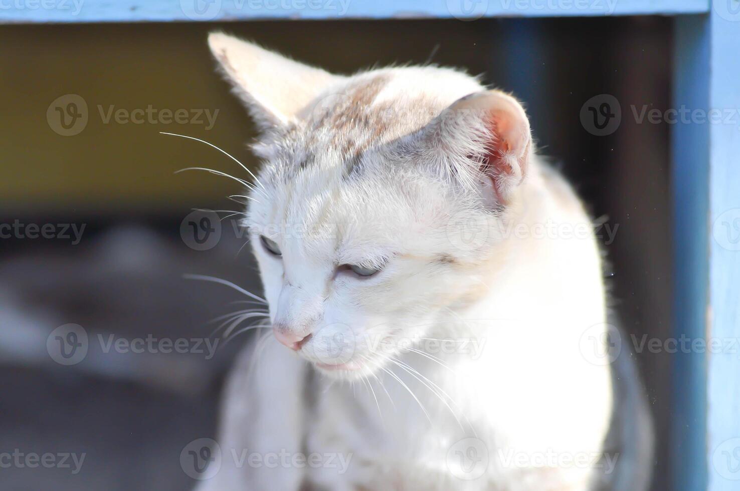 Katze oder grau Katze, felis catus oder felis catus domestica foto