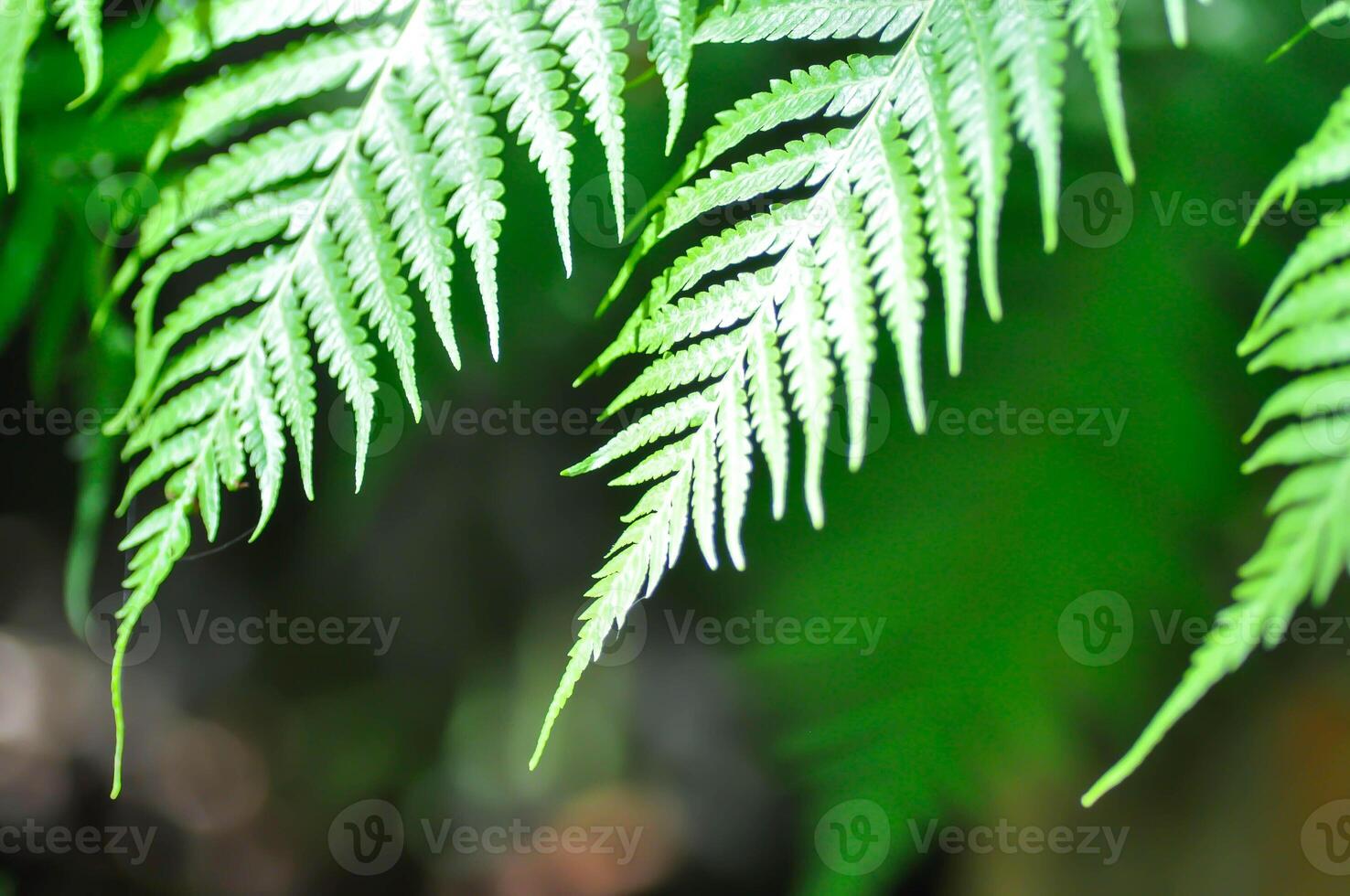 Cyathea Caracasana, Cyathea Brownii wenig aussie Abonnieren Norfolk oder Baum Farn oder glatt Baum Farn oder Farn Baum oder Farn ,golden Moos oder Kette Farn foto