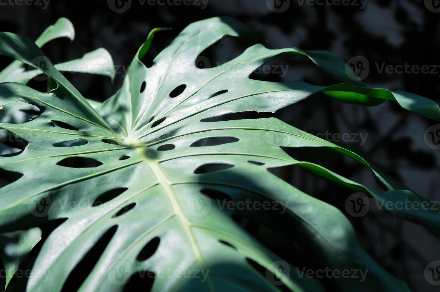 Monstera, Herrikan Pflanze oder schweizerisch Käse Pflanze foto