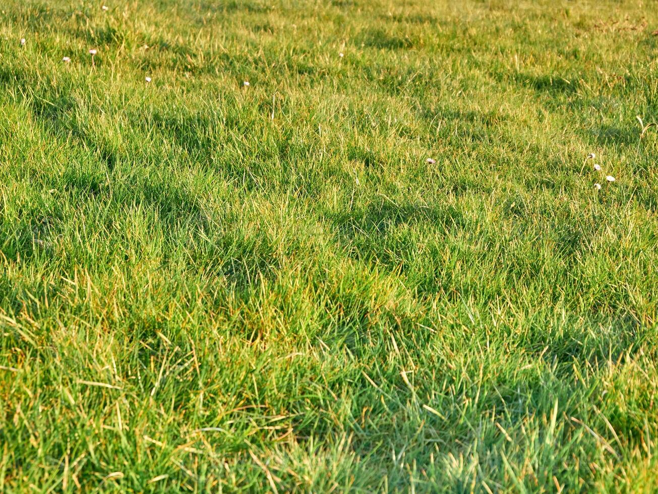 Grün Gras Hintergrund schließen Sicht, Frühling Gras Feld foto