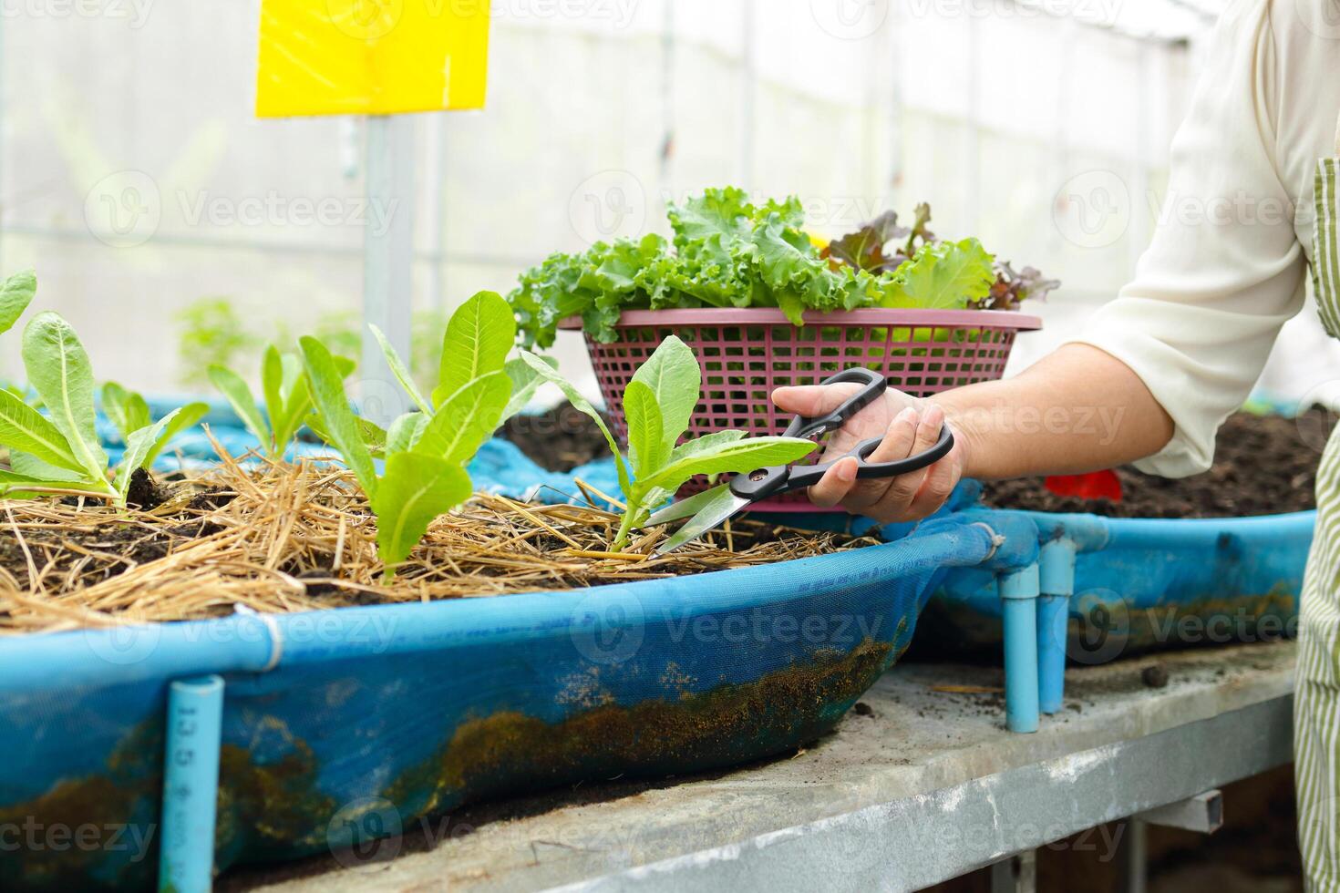 Alten Frauen Landwirtschaft wachsen organisch Grüner Salat im ein klein Gewächshaus. verwenden Schere zu Schnitt Salat Grüns. landwirtschaftlich Konzept gesund Lebensmittel. Arbeitsplätze von das Alten im Pensionierung Alter foto