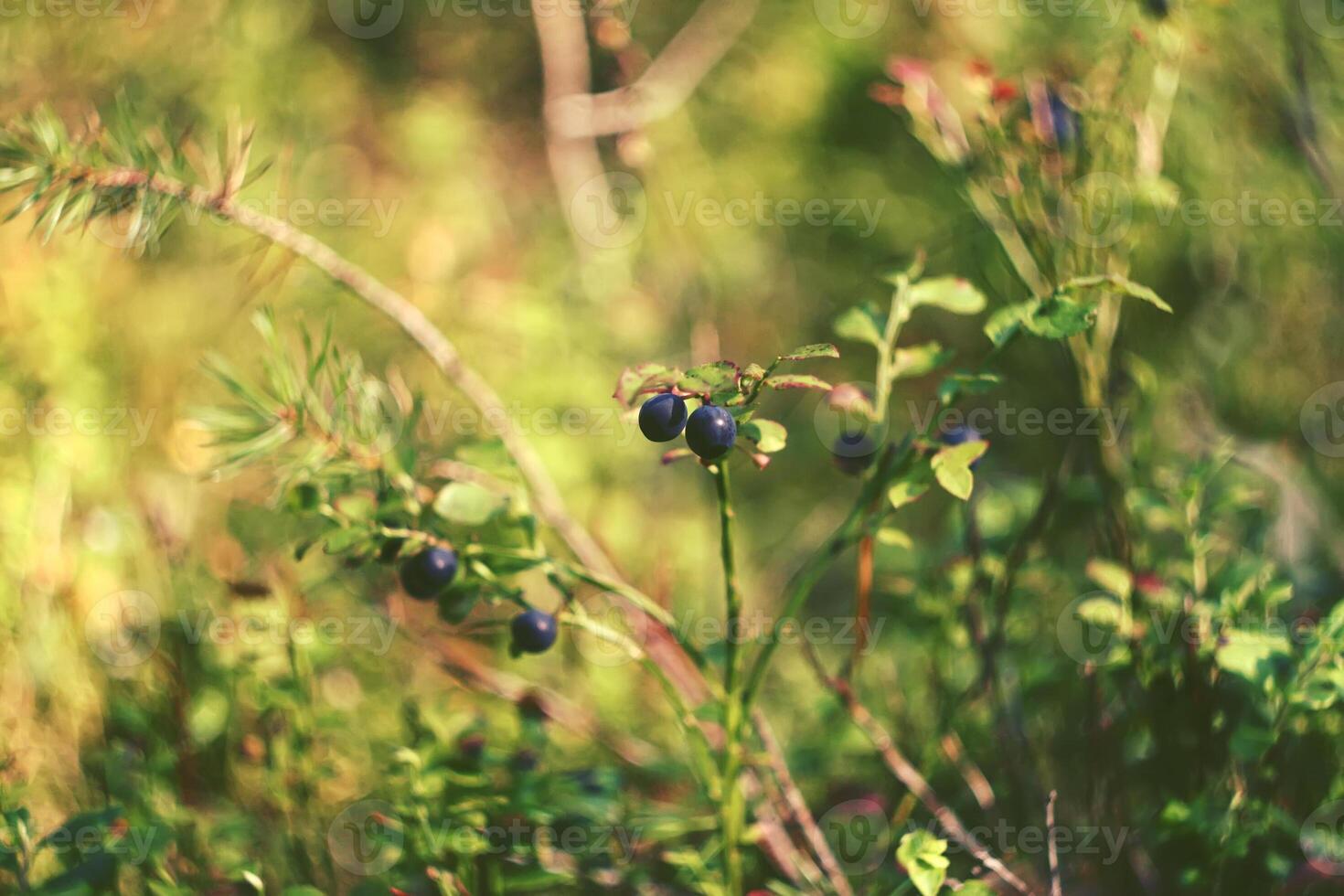 reif frisch Blaubeere foto