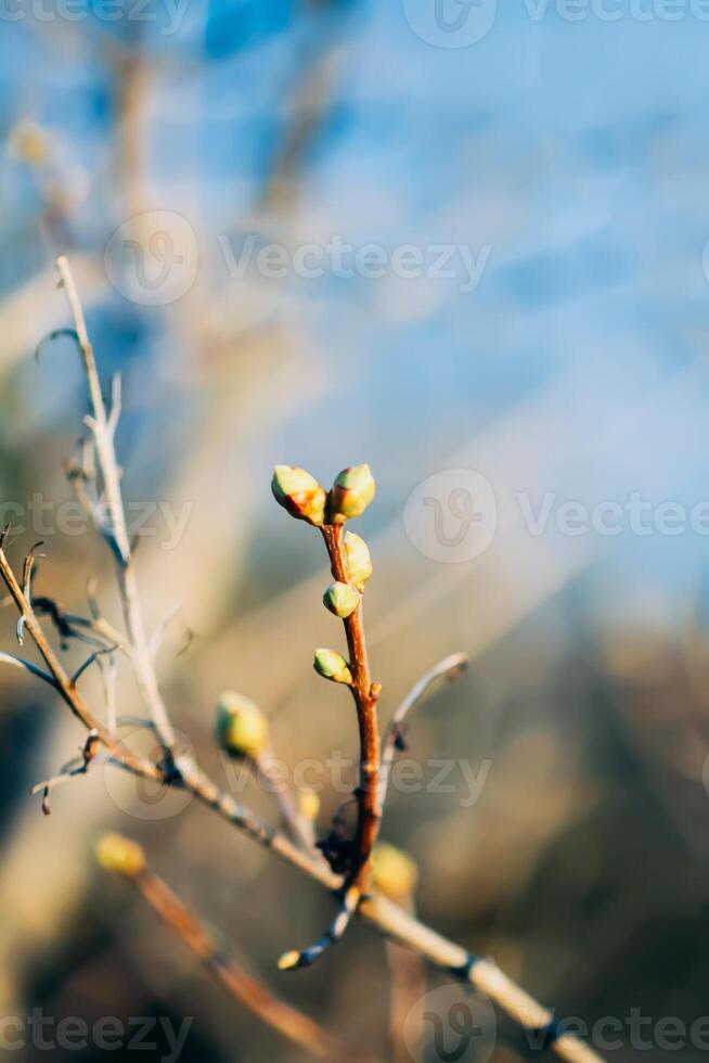 Knospen und zuerst Blätter auf Baum Geäst. foto