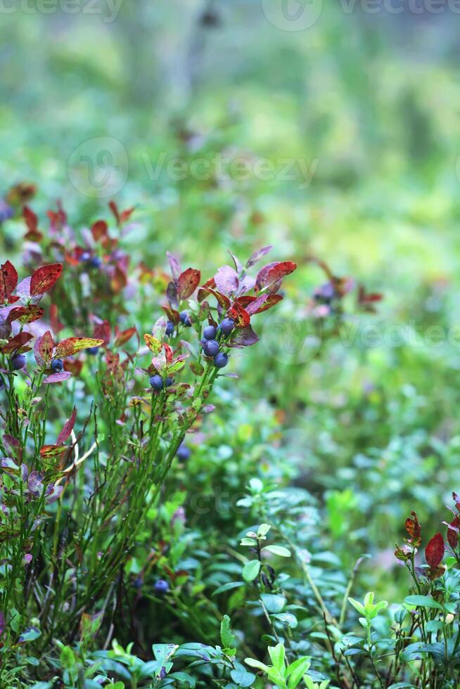 wild Blaubeere im Sommer- Wald. foto