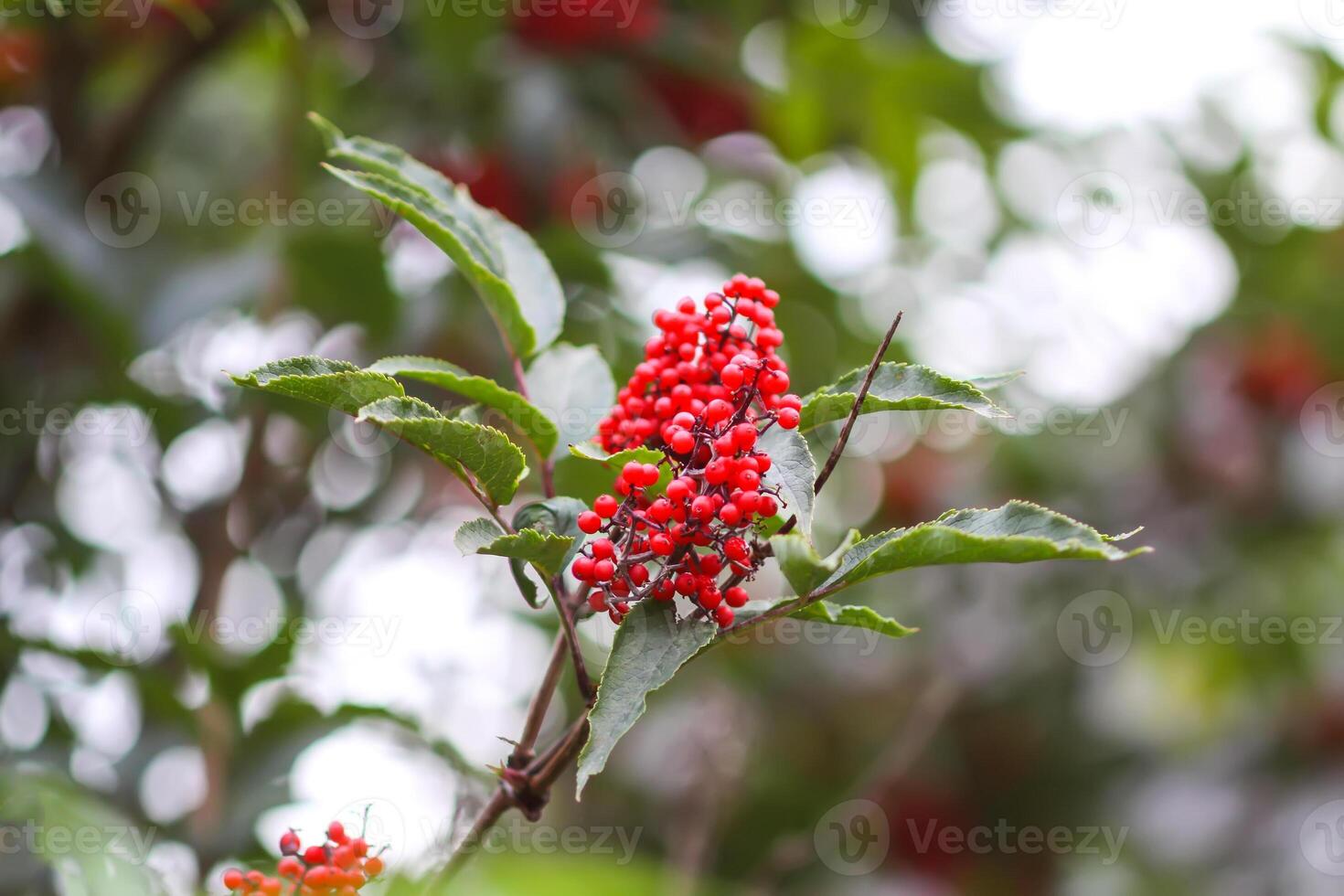 Sambucus traubenartig, verbreitet rot Holunder, rotbeerig ältere Beeren auf das Ast im das Garten. foto