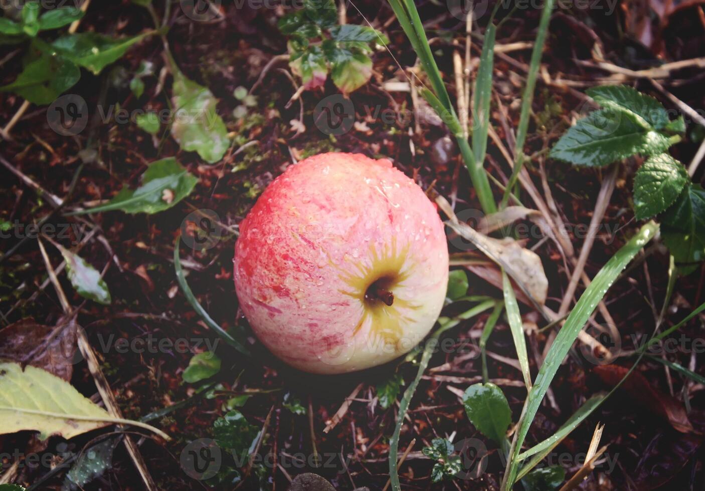 reif Äpfel auf ein Baum foto