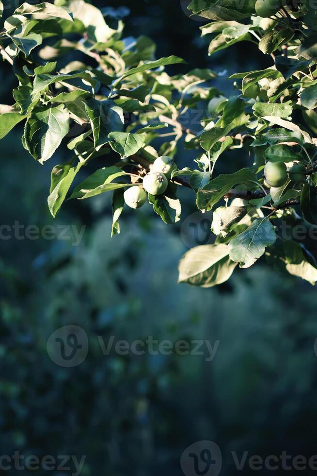 Apfel Ernte auf Baum im ein sonnig Sommer- Tag. foto