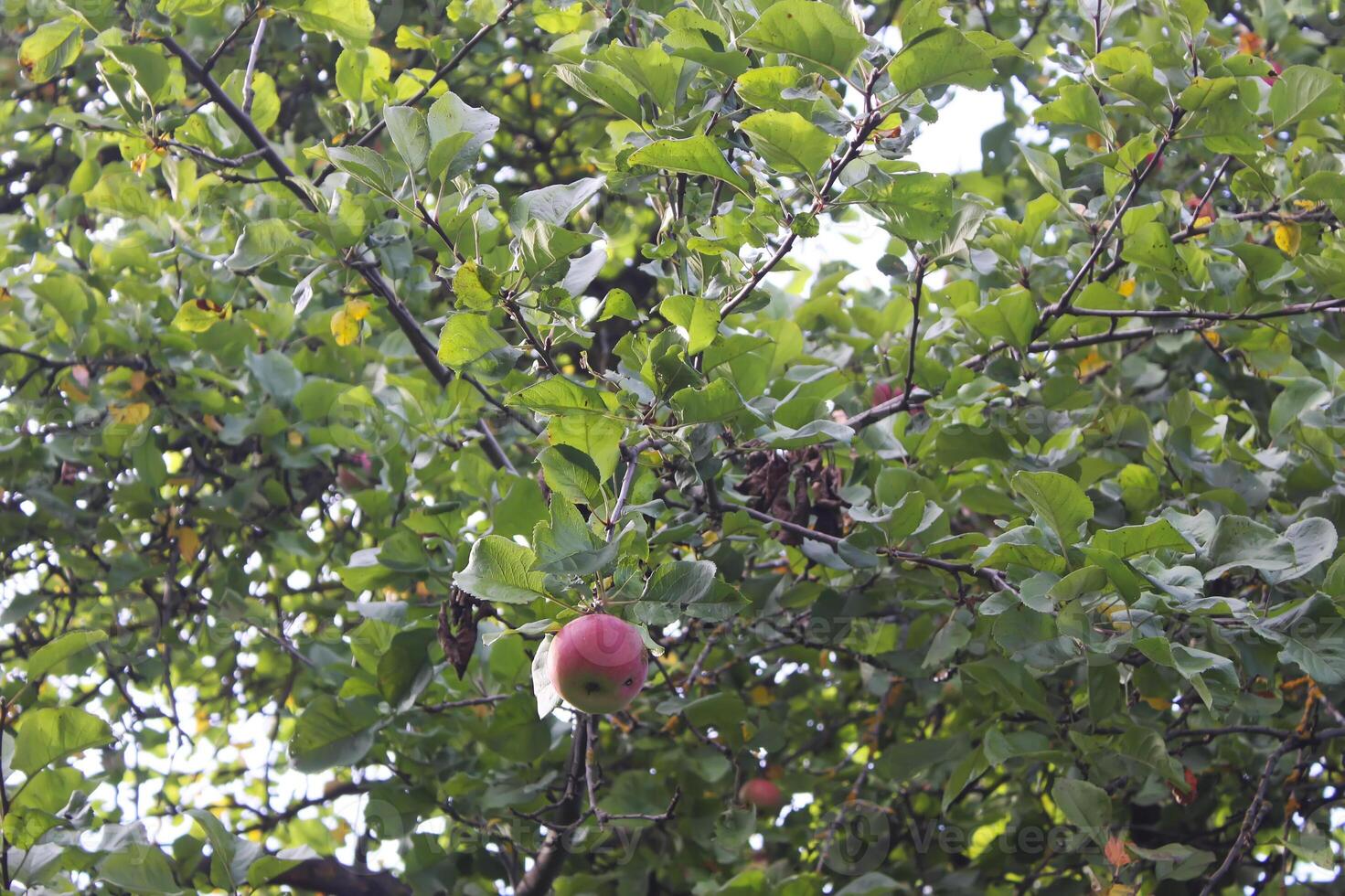 rote Äpfel auf einem Baum foto