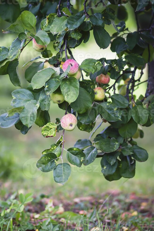 rot reif Äpfel auf Baum Ast foto