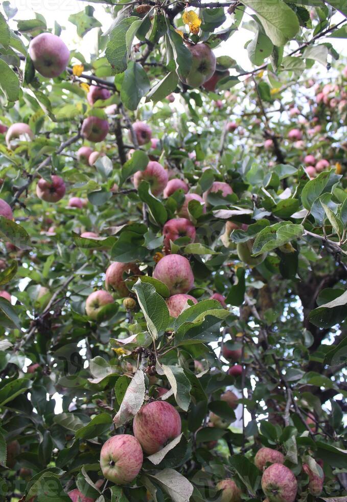 rote Äpfel auf einem Baum foto