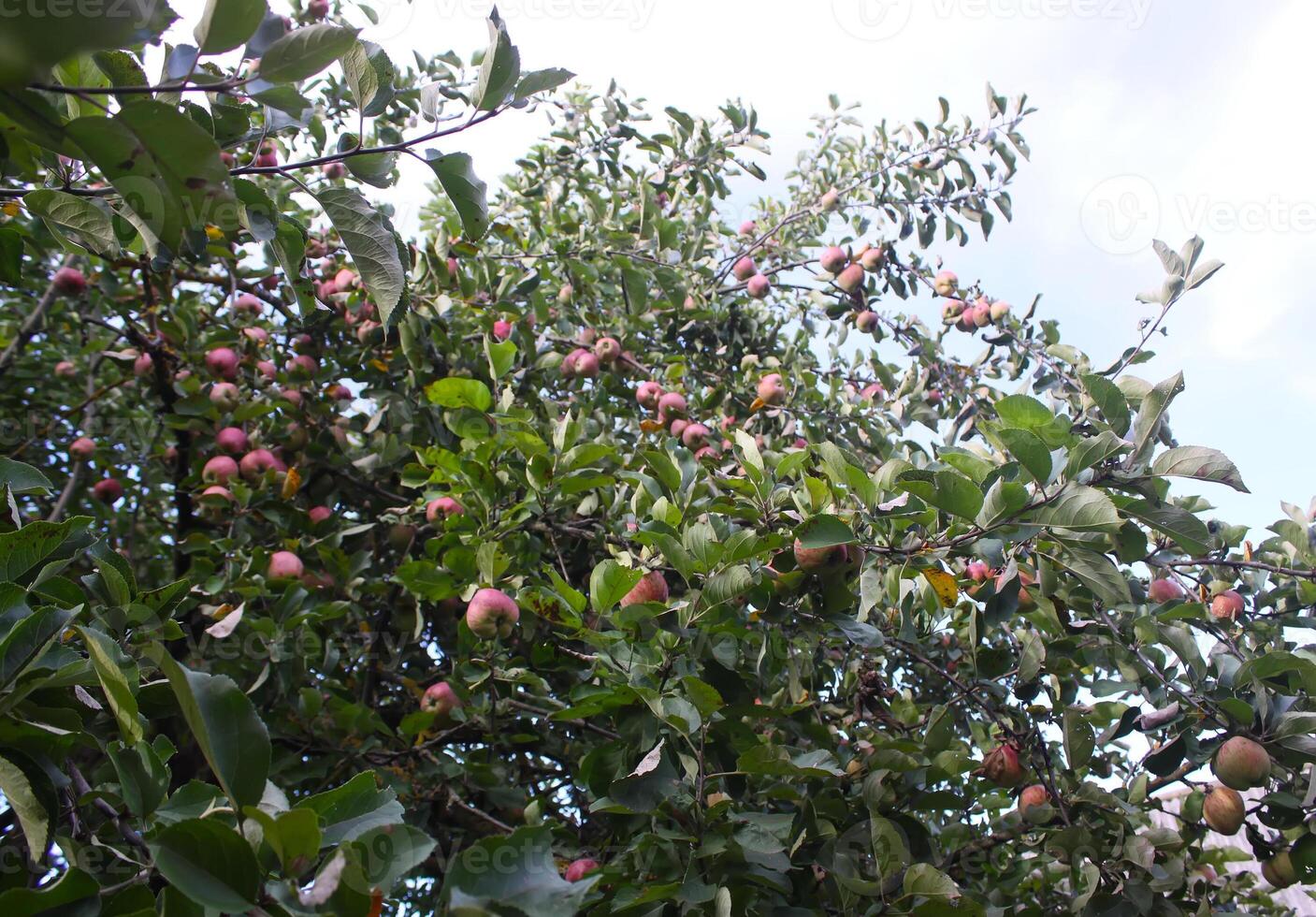 rote Äpfel auf einem Baum foto