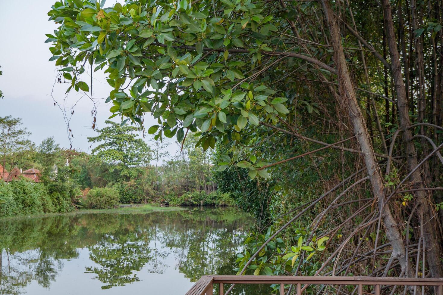 Grün Baum Mangrove Rhizophora Über das See. das Foto ist geeignet zu verwenden zum Natur Hintergrund und Inhalt Medien.
