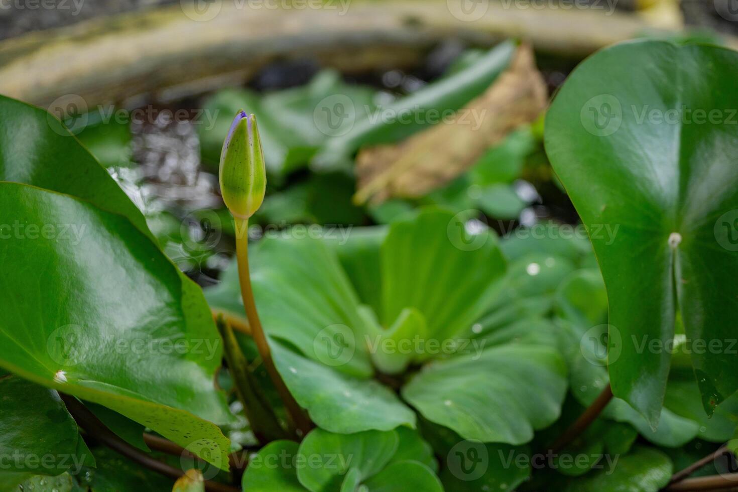 Grün Blatt von Wasser Grüner Salat pistia Stratioten auf das Garten Schwimmbad. das Foto ist geeignet zu verwenden zum botanisch Hintergrund, Natur Poster und Flora Bildung Inhalt Medien.