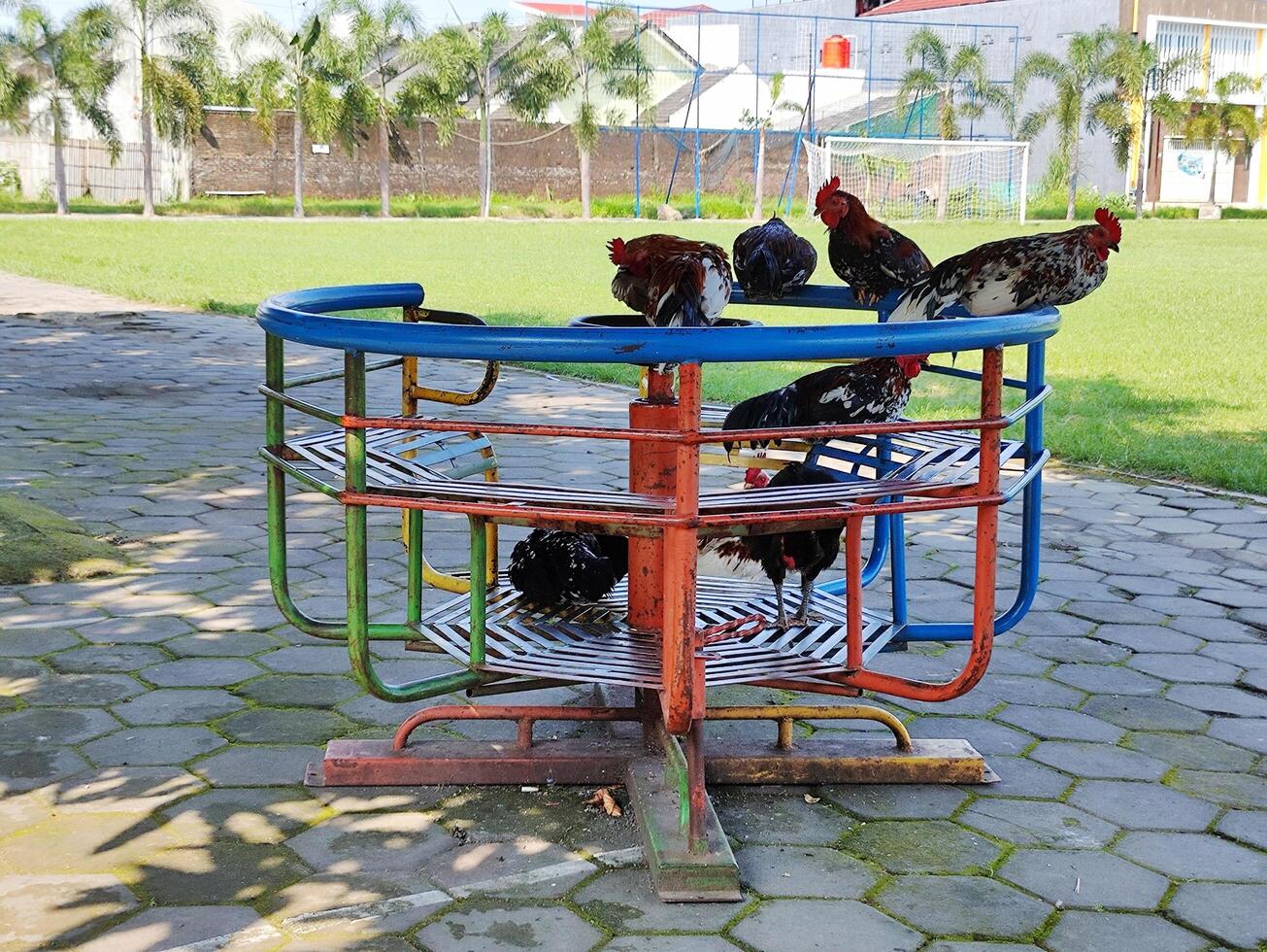 Hühner spielen auf Kinder- Spielzeug foto