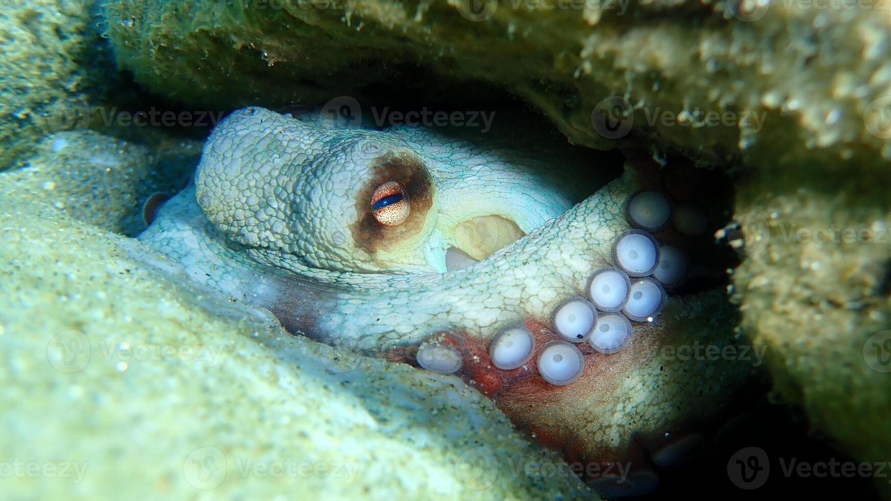 Nahansicht Aussicht von ein verbreitet Tintenfisch vulgaris Schwimmen Unterwasser, Makro Porträt unter Wasser foto