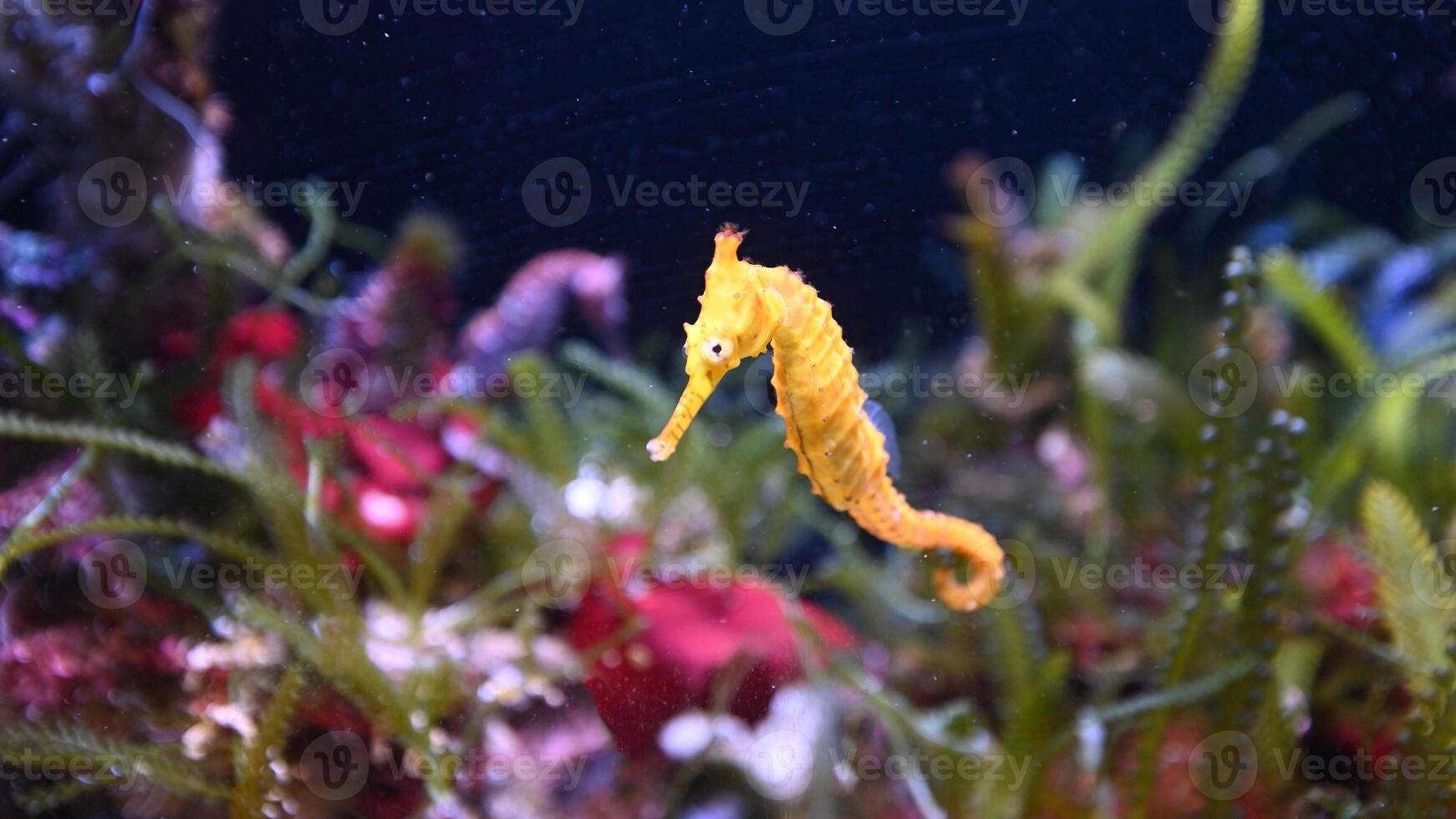 Nahansicht verbreitet bunt Seepferdchen oder Hippocampus guttulatus Schwimmen unter Wasser, Leben im Meer foto