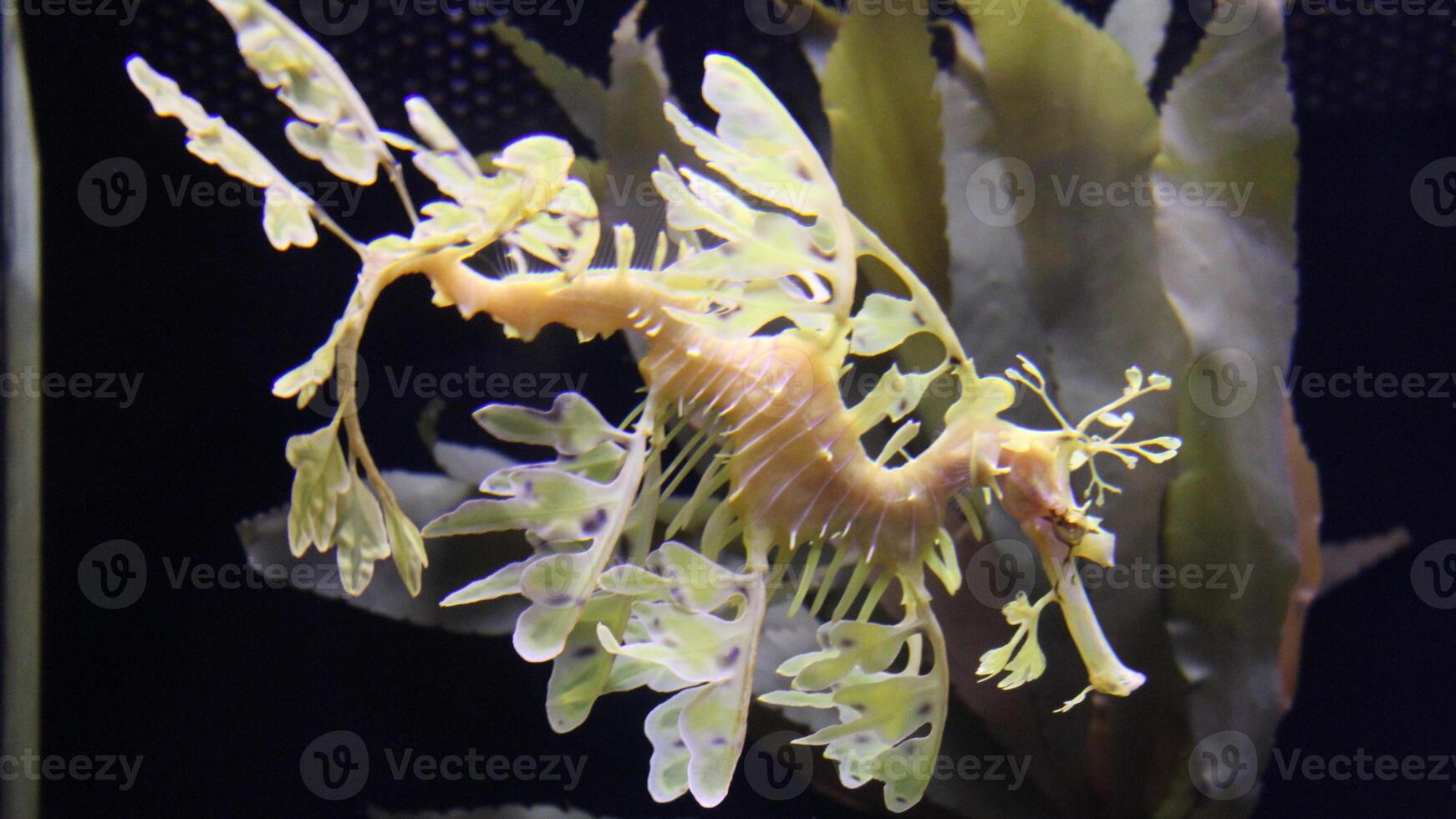 Nahansicht verbreitet bunt Seepferdchen oder Hippocampus guttulatus Schwimmen unter Wasser, Leben im Meer foto