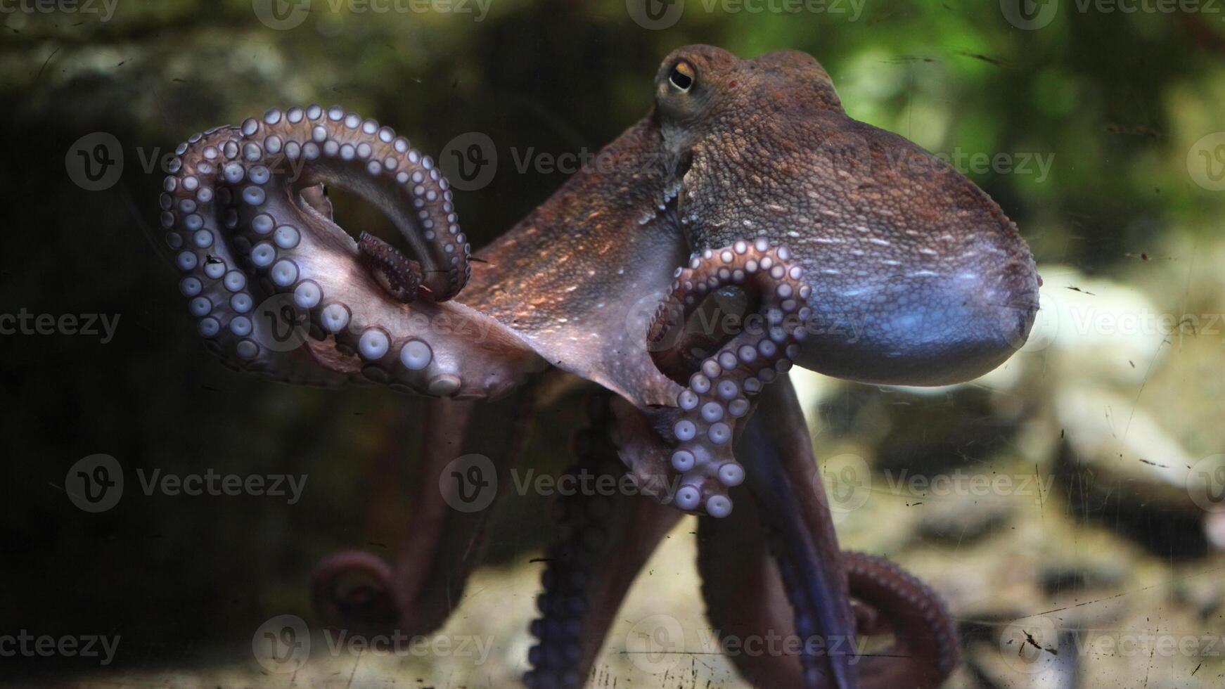 Nahansicht Aussicht von ein verbreitet Tintenfisch vulgaris Schwimmen Unterwasser, Makro Porträt unter Wasser foto