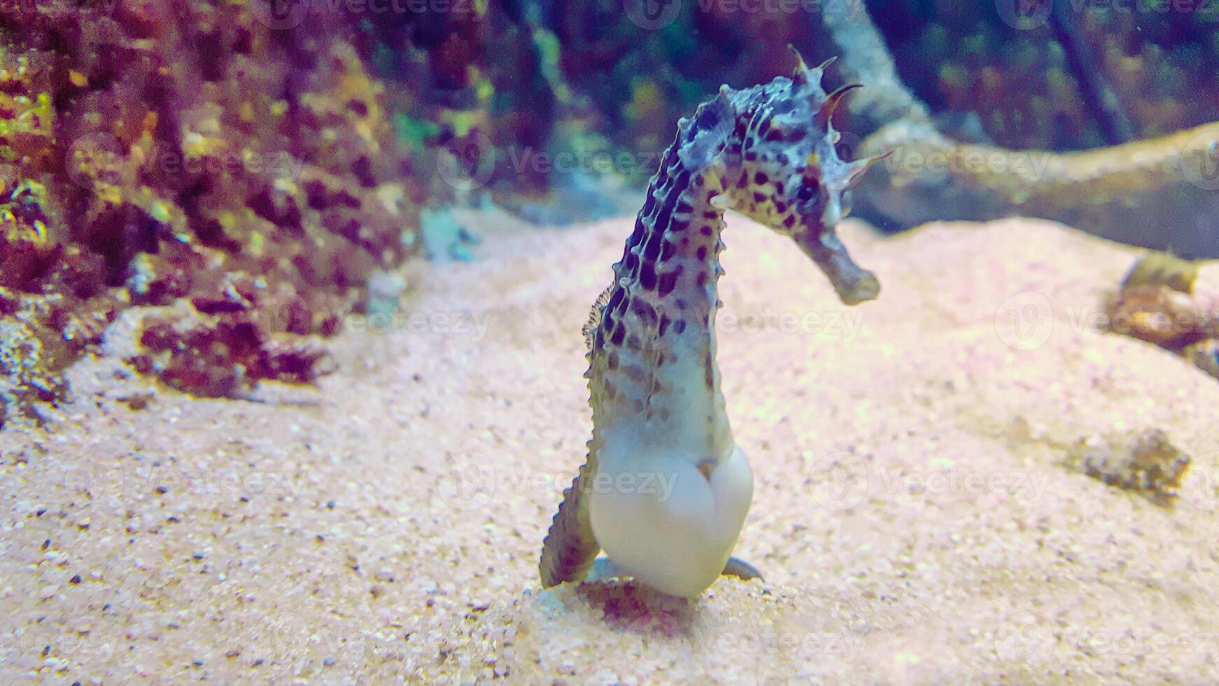 Nahansicht verbreitet bunt Seepferdchen oder Hippocampus guttulatus Schwimmen unter Wasser, Leben im Meer foto