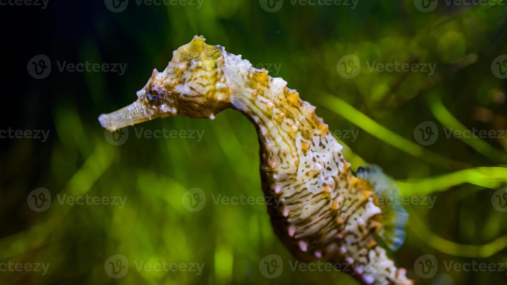 Nahansicht verbreitet bunt Seepferdchen oder Hippocampus guttulatus Schwimmen unter Wasser, Leben im Meer foto