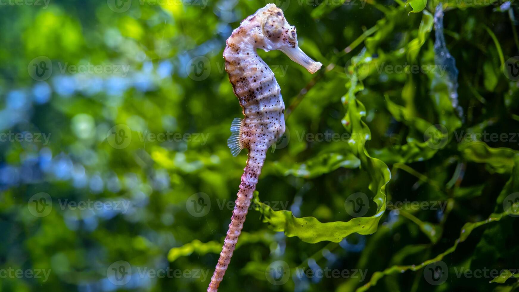 Nahansicht verbreitet bunt Seepferdchen oder Hippocampus guttulatus Schwimmen unter Wasser, Leben im Meer foto