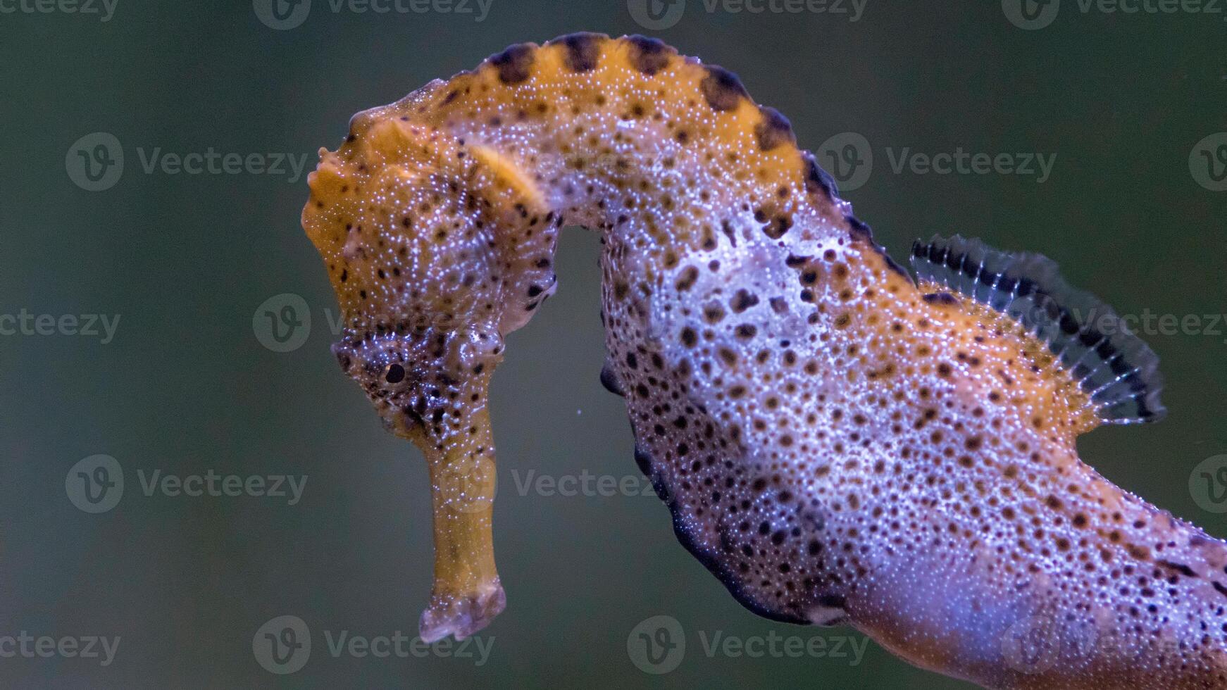 Nahansicht verbreitet bunt Seepferdchen oder Hippocampus guttulatus Schwimmen unter Wasser, Leben im Meer foto