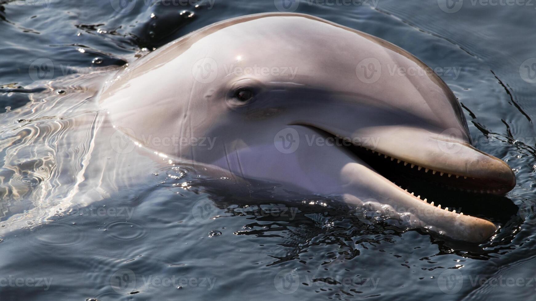 jung neugierig Flaschen Nase Delfin lächelt, spielerisch verbreitet Tursiops truncatus Nahansicht Schwimmen unter Wasser. Springen aus von Wasser foto