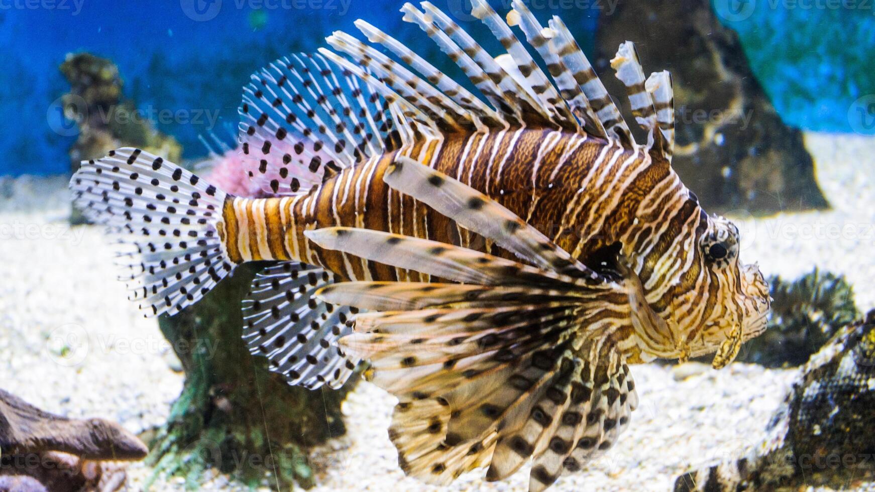 Feuerfisch oder pterois, ein schön räuberisch Löwe Fisch schwimmt im Suche von Essen unter Wasser foto